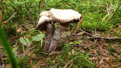 Cortinarius evernius