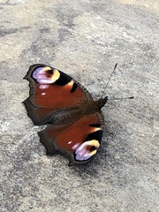 Aglais io