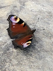 Aglais io