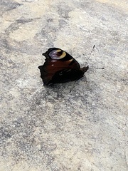 Aglais io