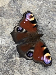 Aglais io