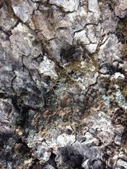 Placidium arboreum image