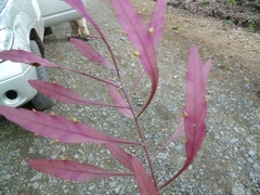 Pseudorhipsalis ramulosa