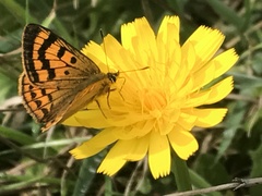 Lycaena salustius