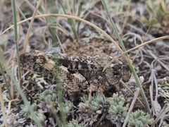 Angaracris barabensis