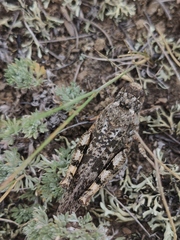 Angaracris barabensis