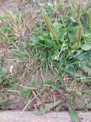 Plantago major