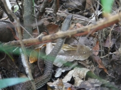 Cubophis caymanus