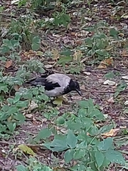Corvus cornix