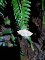 Ugia