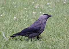 Corvus monedula