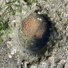 Zirfaea pilsbryi image