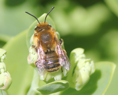 Megachile latimanus