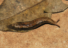 Chlamydephorus dimidius