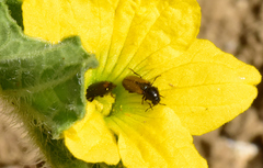Divales bipustulatus