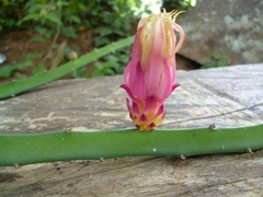 Selenicereus minutiflorus