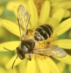 Andrena denticulata