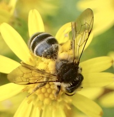 Andrena denticulata