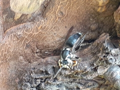 Dolichovespula maculata