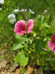 Malva trimestris