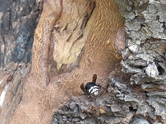 Dolichovespula maculata