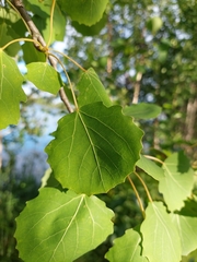 Populus tremula