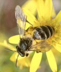 Andrena denticulata