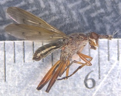Sepedon fuscipennis