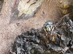 Dolichovespula maculata