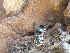 Dolichovespula maculata