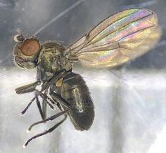 Scatella