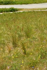 Festuca paniculata