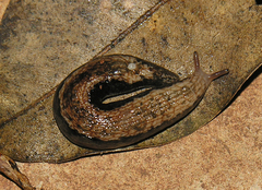 Chlamydephorus dimidius