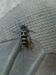 Neoclytus caprea