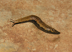 Chlamydephorus dimidius
