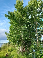 Populus tremula