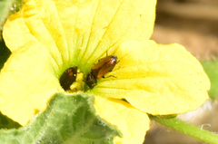 Divales bipustulatus