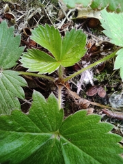 Fragaria