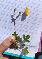 Potentilla grandiflora