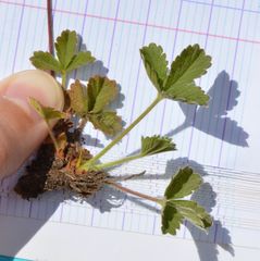 Potentilla grandiflora