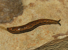 Chlamydephorus dimidius