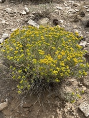 Chrysothamnus viscidiflorus viscidiflorus