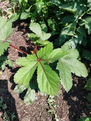 Abelmoschus esculentus