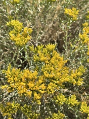 Chrysothamnus viscidiflorus viscidiflorus