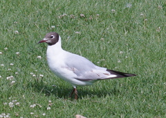 Chroicocephalus ridibundus