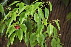 Cinnamomum camphora