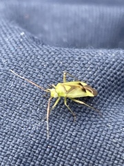 Neolygus contaminatus