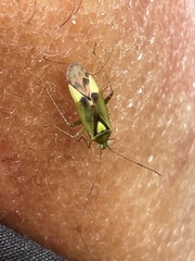 Neolygus contaminatus