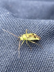 Neolygus contaminatus