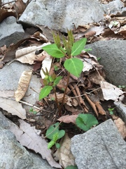 Euphorbia mercurialina